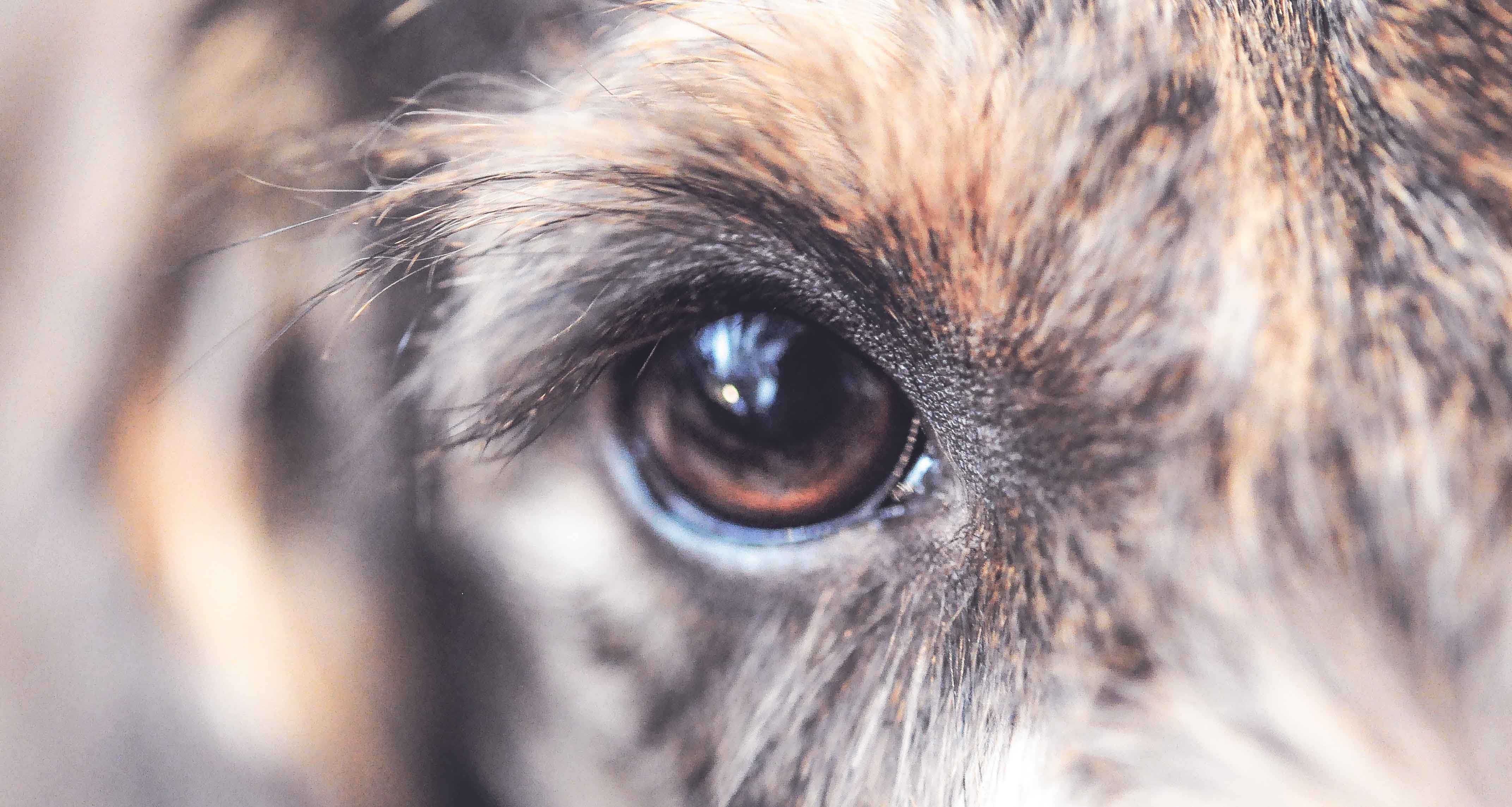 närbild hundöga
